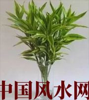 张家界十二生肖养什么植物最旺财运？你知道吗！